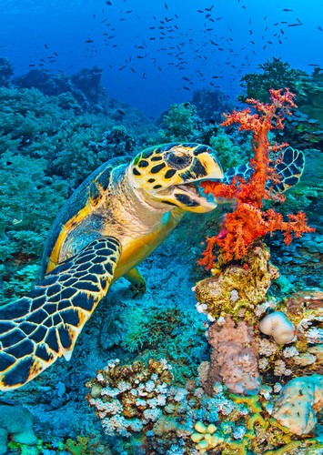 Hawksbill turtle and - , coral